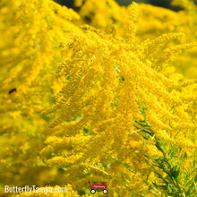 Load image into Gallery viewer, Canada Goldenrod - Solidago Canadensis var. scabra (1 Gallon)