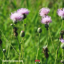 Load image into Gallery viewer, Purple Thistle - Cirsium horridulum (1 gal.)