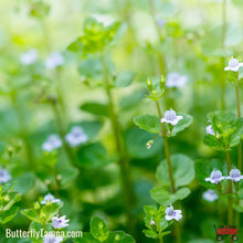 Load image into Gallery viewer, Browne's Savory - Clinopodium brownei 1 Gal