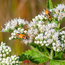 Load image into Gallery viewer, Common Boneset - Eupatorium perfoliatum (1 Gal.)