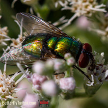 Load image into Gallery viewer, Common Boneset - Eupatorium perfoliatum (1 Gal.)