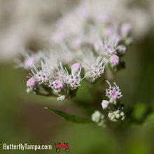 Load image into Gallery viewer, Common Boneset - Eupatorium perfoliatum (1 Gal.)