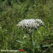 Load image into Gallery viewer, Common Boneset - Eupatorium perfoliatum (1 Gal.)