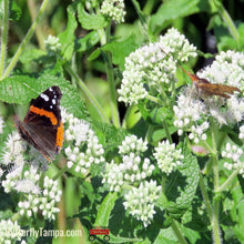 Load image into Gallery viewer, Common Boneset - Eupatorium perfoliatum (1 Gal.)
