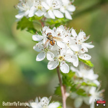 Load image into Gallery viewer, Parsley Hawthorn - Crataegus marshallii (3 Gallon)