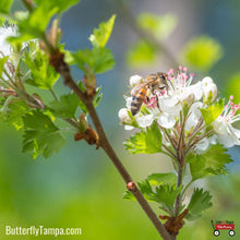 Load image into Gallery viewer, Parsley Hawthorn - Crataegus marshallii (3 Gallon)