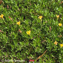 Load image into Gallery viewer, Cutleaf Evening Primrose - Oenothera laciniata (1 Gal)