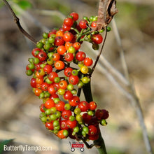 Load image into Gallery viewer, Dahoon Holly - Ilex cassine