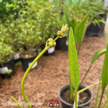 Load image into Gallery viewer, Duck Potato - Sagittaria lancifolia (1 Gallon)