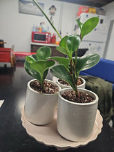 Load image into Gallery viewer, Decorative Potted Peperomia