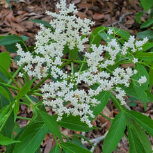 Load image into Gallery viewer, Elderberry - Sambucus nigra subsp. canadensis