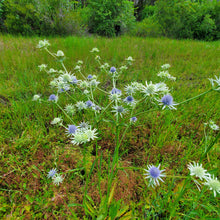 Load image into Gallery viewer, Blue Flowered Eryngo - Eryngium aquaticum (1 Gal)