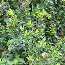Load image into Gallery viewer, Spanish Stopper - Eugenia foetida (1 & 3 gal.)