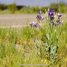 Load image into Gallery viewer, Seaside Gentian - Eustoma exaltatum (1 Gal.)