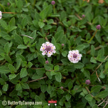 Load image into Gallery viewer, Southern Frogfruit - Phyla stoechadifolia (1 Gal.)