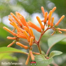 Load image into Gallery viewer, Firebush "Compacta" - Hamelia patens "compacta" (3 Gallon)