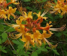 Load image into Gallery viewer, Florida flame azalea - Rhododendron austrinum (1 & 3 Gallon)