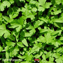 Load image into Gallery viewer, Flat Leaf Parsley - Petroselinum crispum var. neapolitanum (1 gal.)