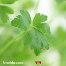 Load image into Gallery viewer, Flat Leaf Parsley - Petroselinum crispum var. neapolitanum (1 gal.)