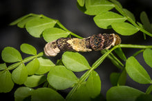 Load image into Gallery viewer, Wild Lime- Zanthoxylum fagara