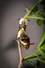 Load image into Gallery viewer, Wild Lime- Zanthoxylum fagara