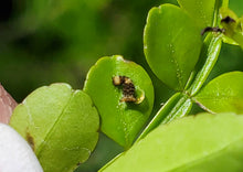 Load image into Gallery viewer, Wild Lime- Zanthoxylum fagara