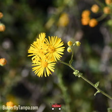 Load image into Gallery viewer, Golden Aster - Chrysopsis mariana (1 Gal.)