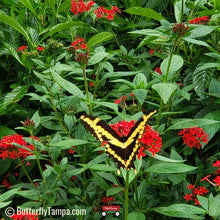 Load image into Gallery viewer, Heirloom Pentas - Pentas lanceolata (1 & 3 Gallon)