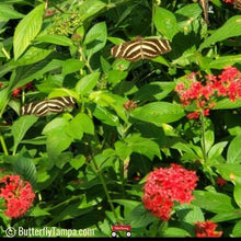 Load image into Gallery viewer, Heirloom Pentas - Pentas lanceolata (1 &amp; 3 Gallon)
