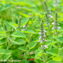 Load image into Gallery viewer, Holy Basil/Tulsi - Ocimum tenuiflorum (1 Gal)