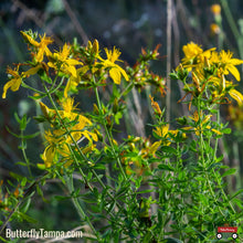 Load image into Gallery viewer, Saint John's Wort - Hypericum tenuifolium (1 gal.)