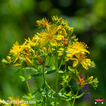 Load image into Gallery viewer, Saint John's Wort - Hypericum tenuifolium (1 gal.)