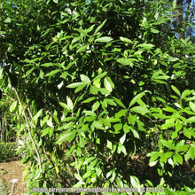 Load image into Gallery viewer, Yellow Anise - Illicium parviflorum (3 gal.)