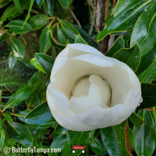 Load image into Gallery viewer, Little Gem Magnolia - Magnolia grandiflora