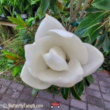 Load image into Gallery viewer, Little Gem Magnolia - Magnolia grandiflora