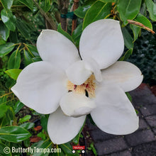 Load image into Gallery viewer, Little Gem Magnolia - Magnolia grandiflora