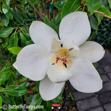Load image into Gallery viewer, Little Gem Magnolia - Magnolia grandiflora