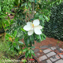 Load image into Gallery viewer, Little Gem Magnolia - Magnolia grandiflora