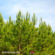 Load image into Gallery viewer, Loblolly Pine - Pinus taeda (15 &amp; 30 Gal.)
