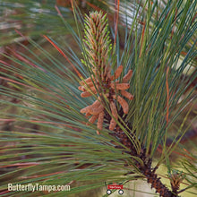 Load image into Gallery viewer, Loblolly Pine - Pinus taeda (15 &amp; 30 Gal.)
