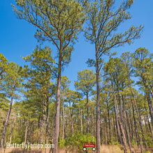 Load image into Gallery viewer, Loblolly Pine - Pinus taeda (3, 15 & 30 Gal.)