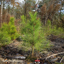 Load image into Gallery viewer, Loblolly Pine - Pinus taeda (15 &amp; 30 Gal.)
