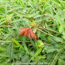 Load image into Gallery viewer, Tropical Puff - Neptunia pubescens (1 Gal)