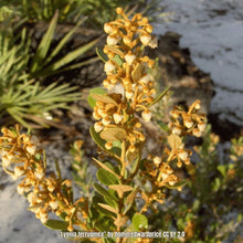 Load image into Gallery viewer, Rusty Lyonia - Lyonia ferruginea (3 Gal.)