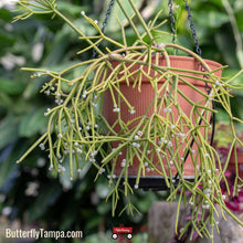 Load image into Gallery viewer, Mistletoe Cactus - Rhipsalis baccifera
