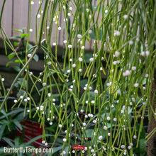 Load image into Gallery viewer, Mistletoe Cactus - Rhipsalis baccifera