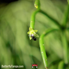 Load image into Gallery viewer, Mistletoe Cactus - Rhipsalis baccifera