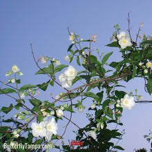 Load image into Gallery viewer, Mock Orange - Philadelphus inordorus
