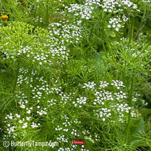 Load image into Gallery viewer, Mock Bishop's weed - Ptilimnium capillaceum (1 & 3 gal.)