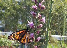 Load image into Gallery viewer, Blazing Star - Liatris gracilis - (1 gal.)
